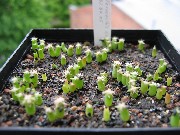 Ferocactus